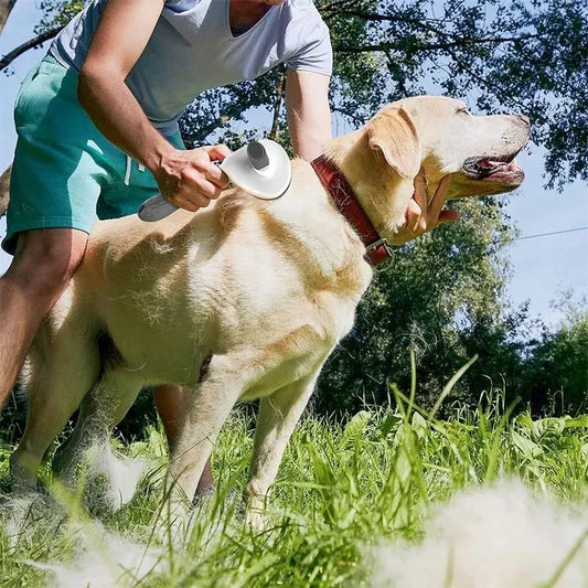 Best Pet Accessories UK | Quality Pet Products for Dogs & Cats